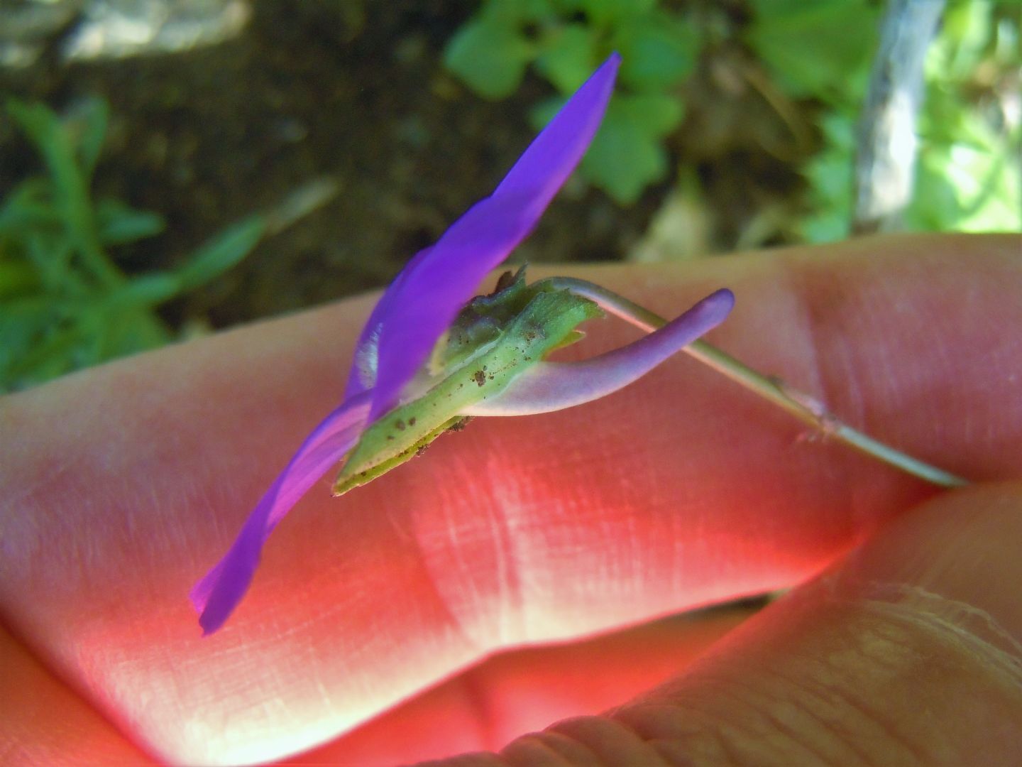 Viola pseudogracilis subsp. pseudogracilis?  S