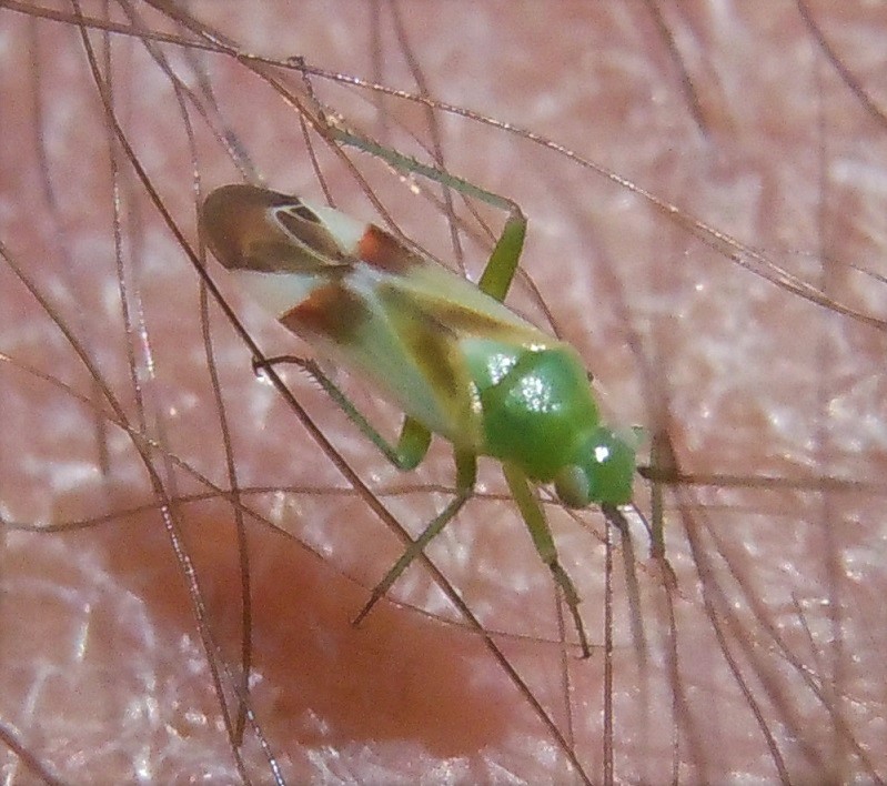 Tuponia mixticolor? - Miridae: Megalodactylus macularubra