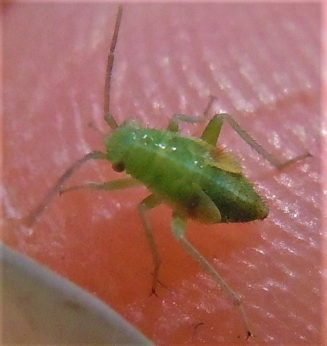 Tuponia mixticolor? - Miridae: Megalodactylus macularubra