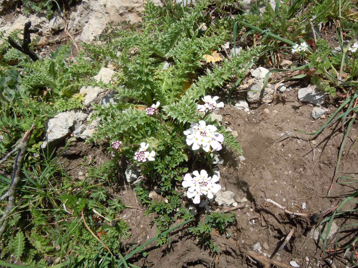 Iberis carnosa?  S (= Iberis violacea) !