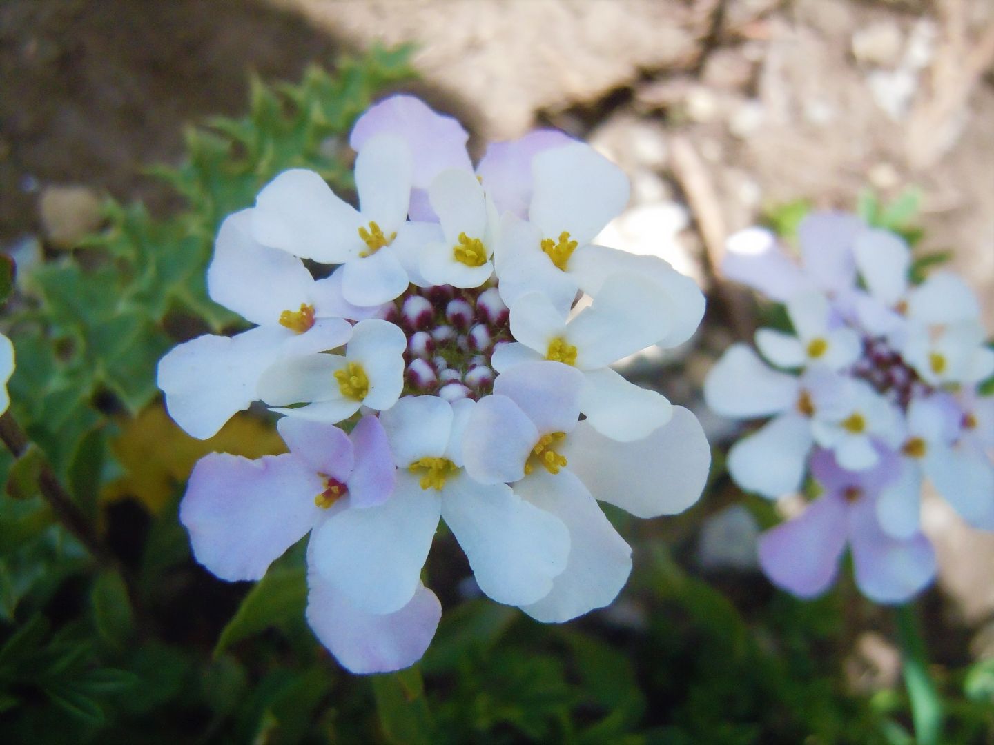 Iberis carnosa?  S (= Iberis violacea) !