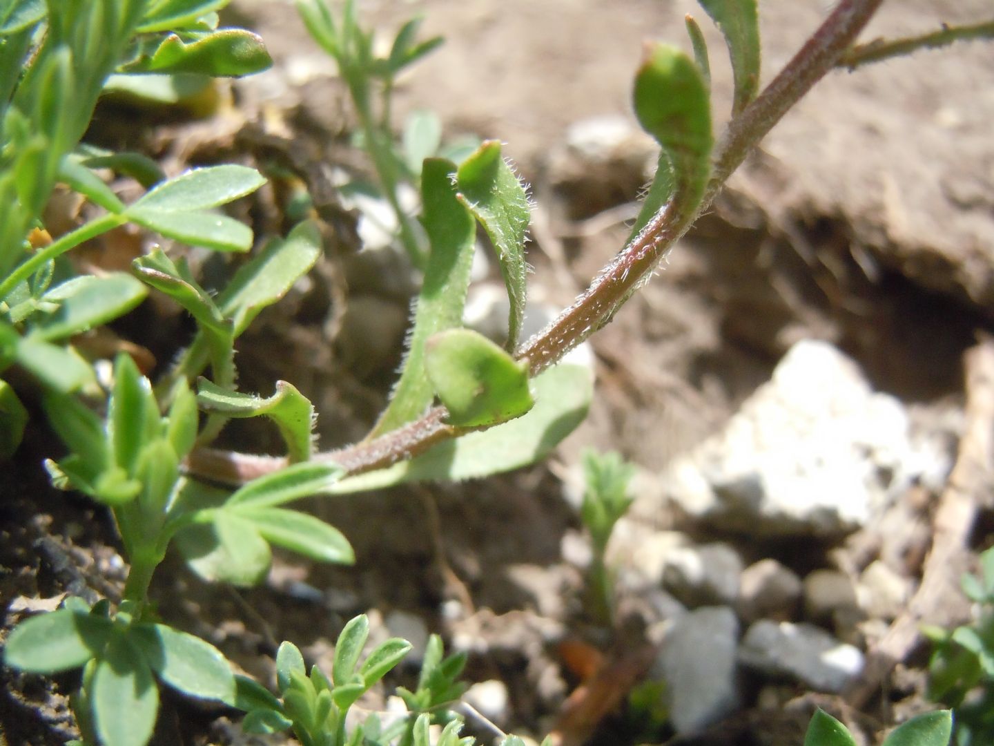 Iberis carnosa?  S (= Iberis violacea) !