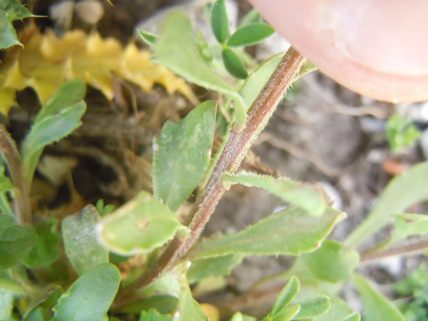 Iberis carnosa?  S (= Iberis violacea) !