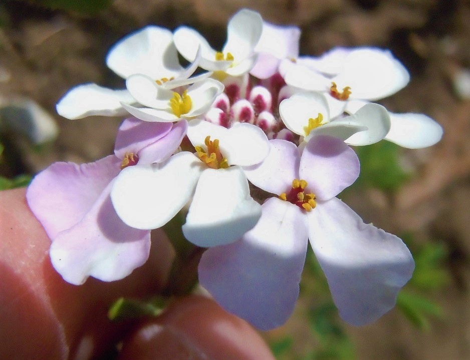 Iberis carnosa?  S (= Iberis violacea) !