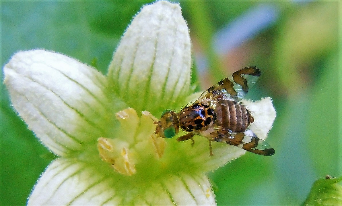 Tephritidae:  Goniglossum wiedemanni