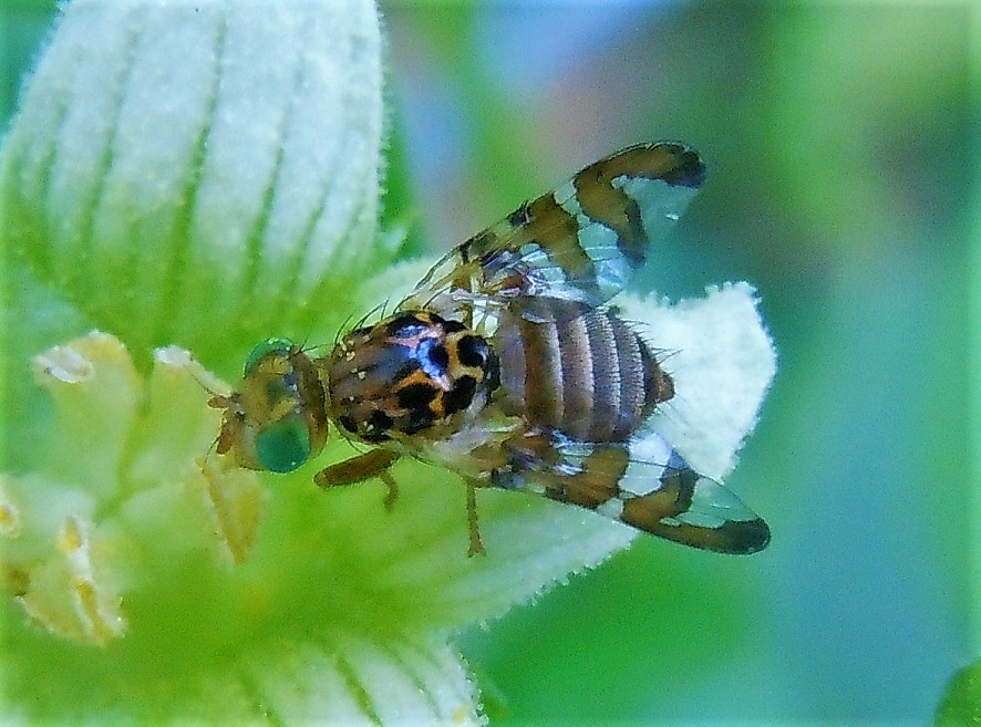 Tephritidae:  Goniglossum wiedemanni