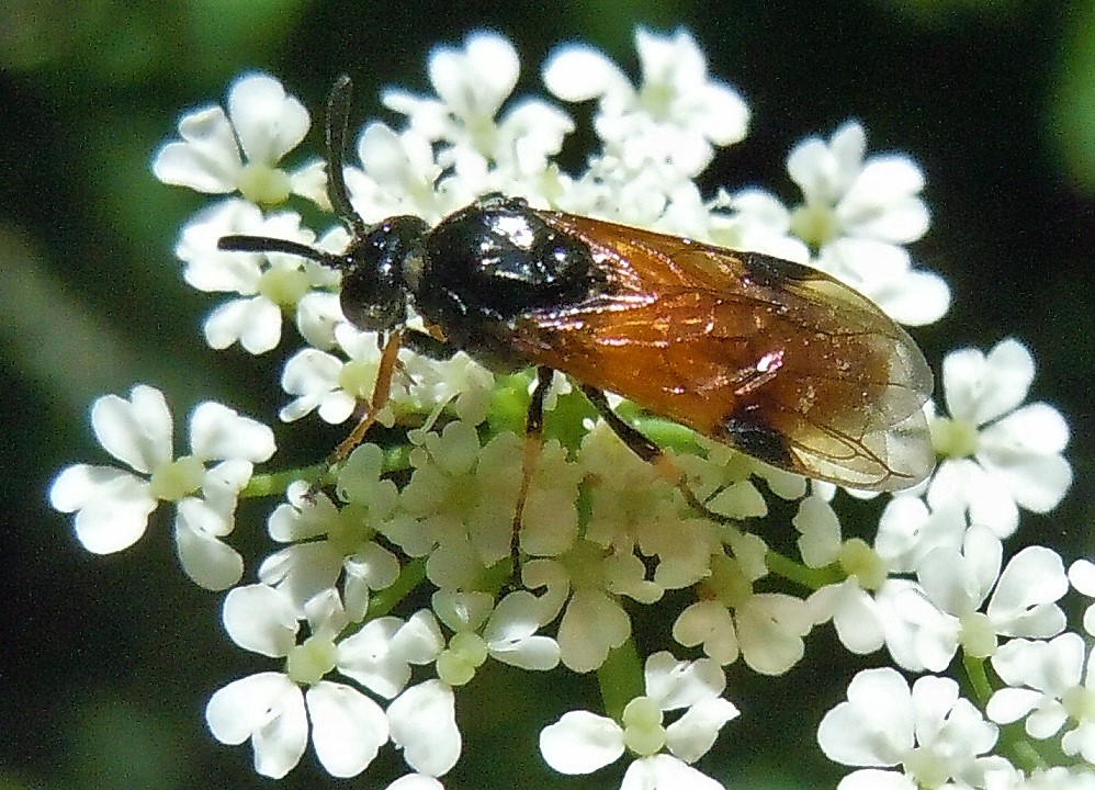 Argidae: Arge melanochroa? S.