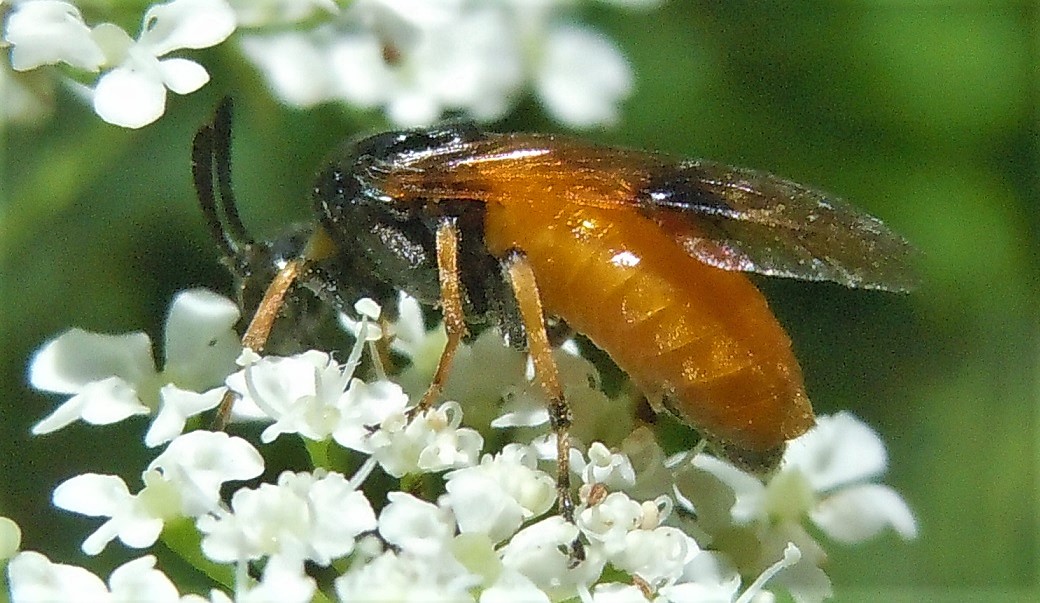 Argidae: Arge melanochroa? S.