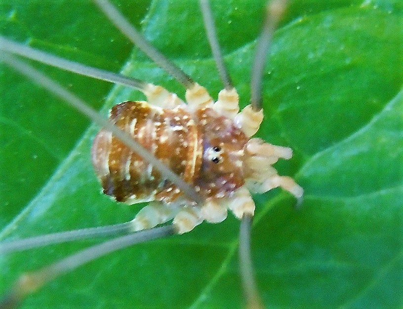 Opilio canestrinii (Phalangiidae)