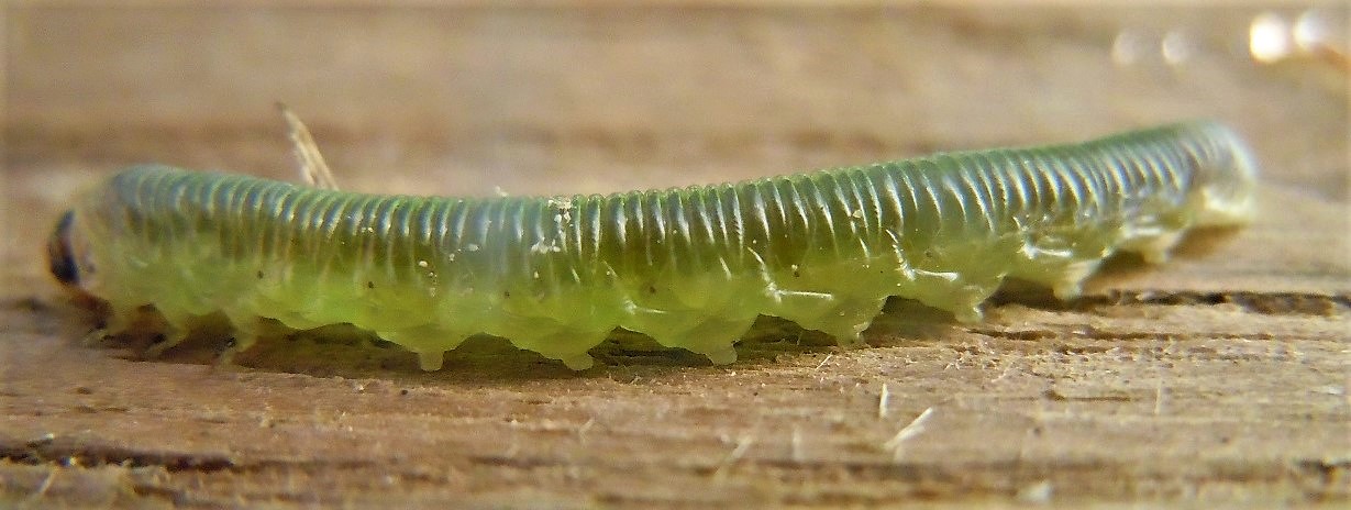 Larva di Tenthredinidae?