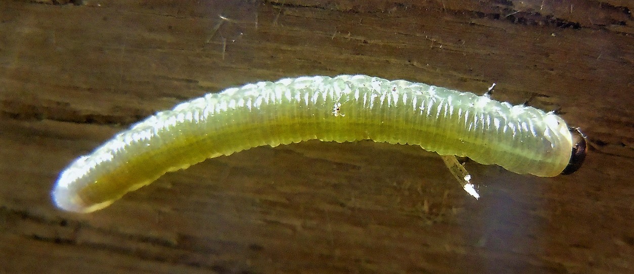 Larva di Tenthredinidae?
