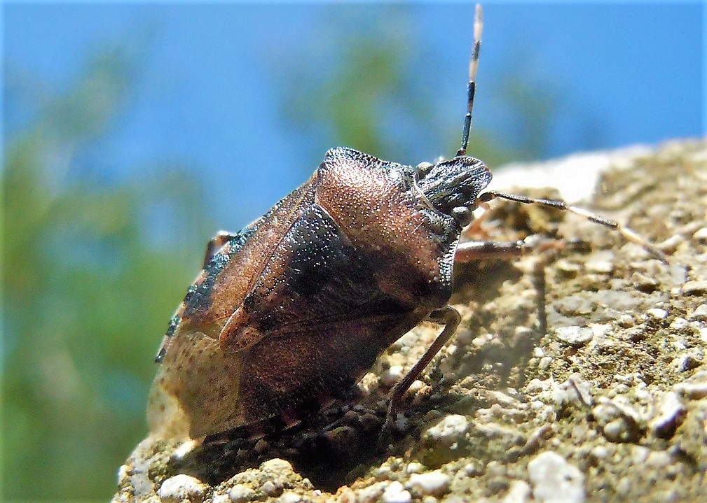 Rhaphigaster nebulosa?