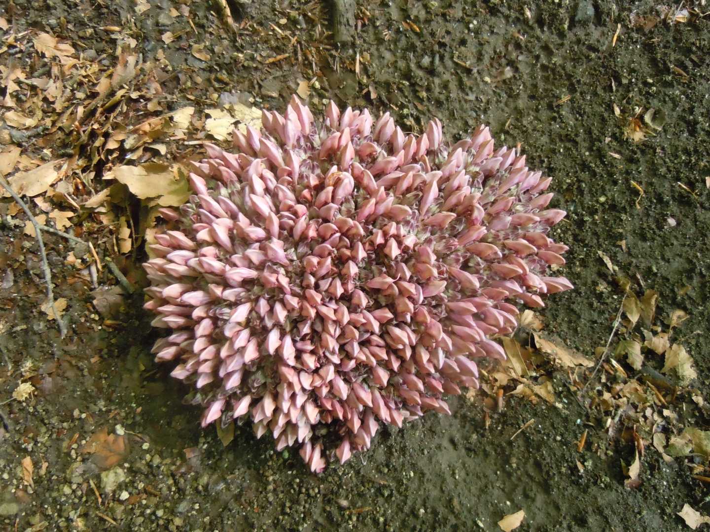 Pianta o...fungo?  Pianta:  Lathraea clandestina (Orobanchaceae)