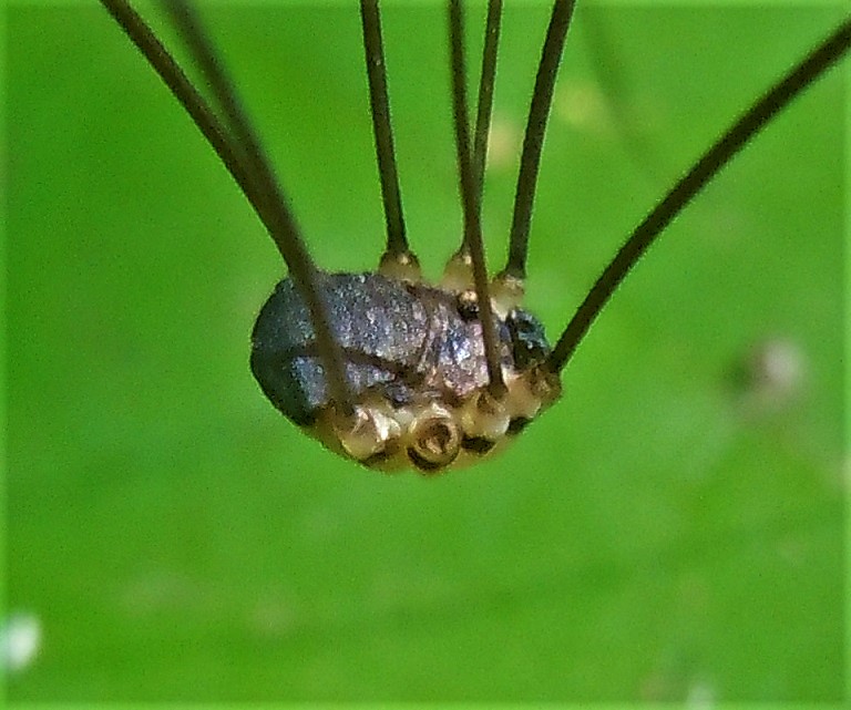Leiobunum sp. (Sclerosomatidae)
