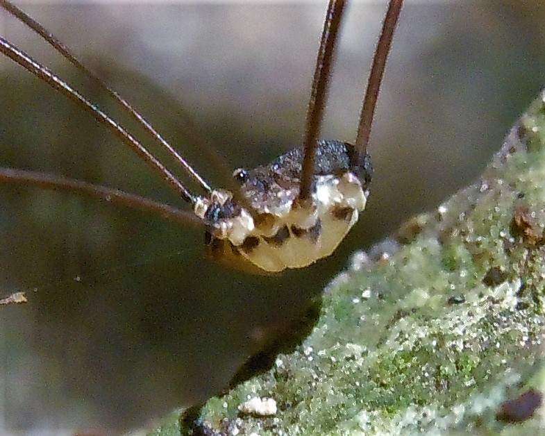 Leiobunum sp. (Sclerosomatidae)