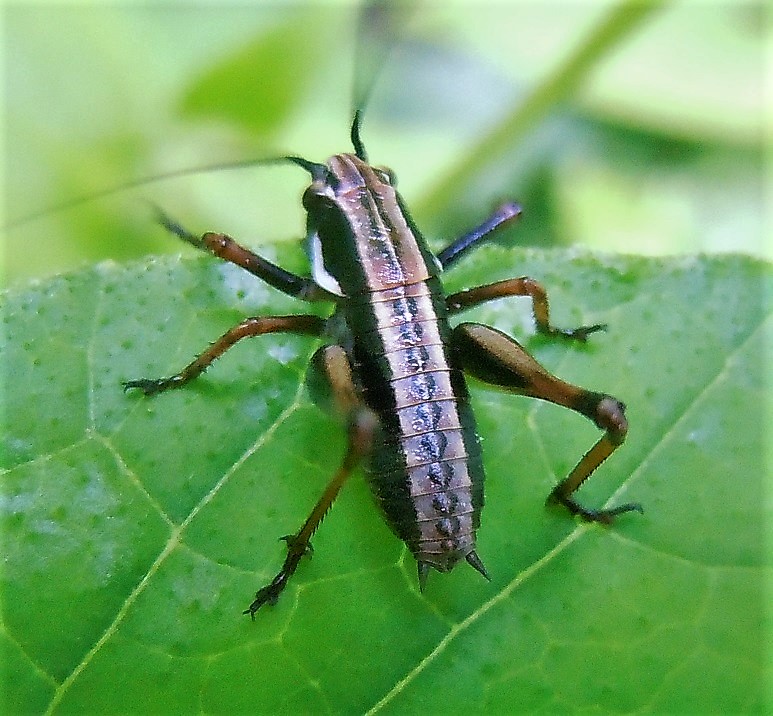 Eupholidoptera magnifica?