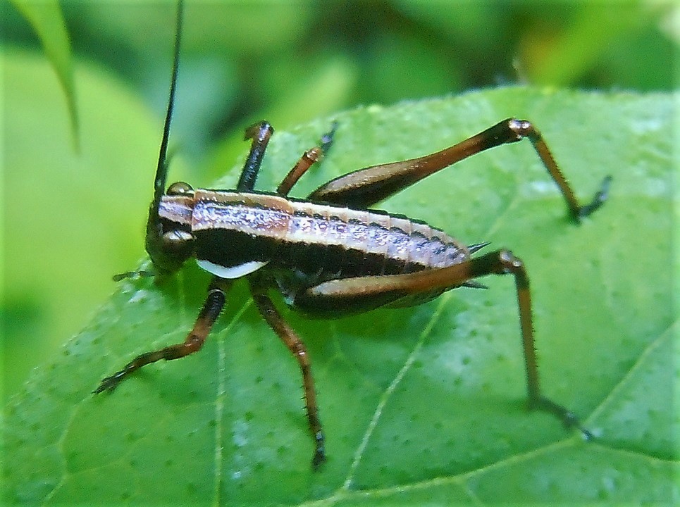 Eupholidoptera magnifica?