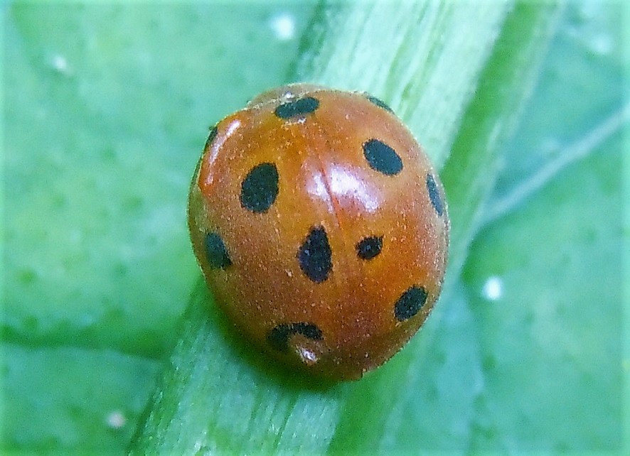 Coccinellidae:  Henosepilachna argus