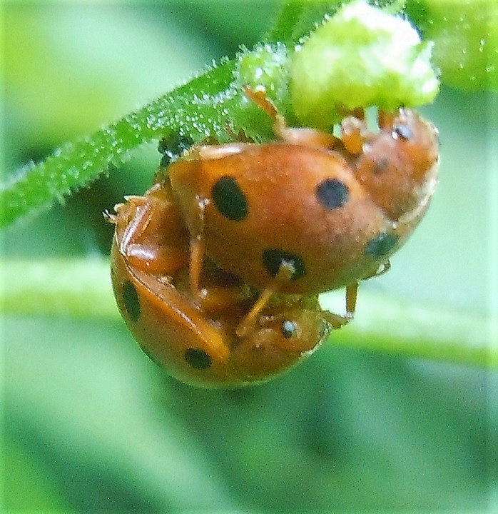 Coccinellidae:  Henosepilachna argus