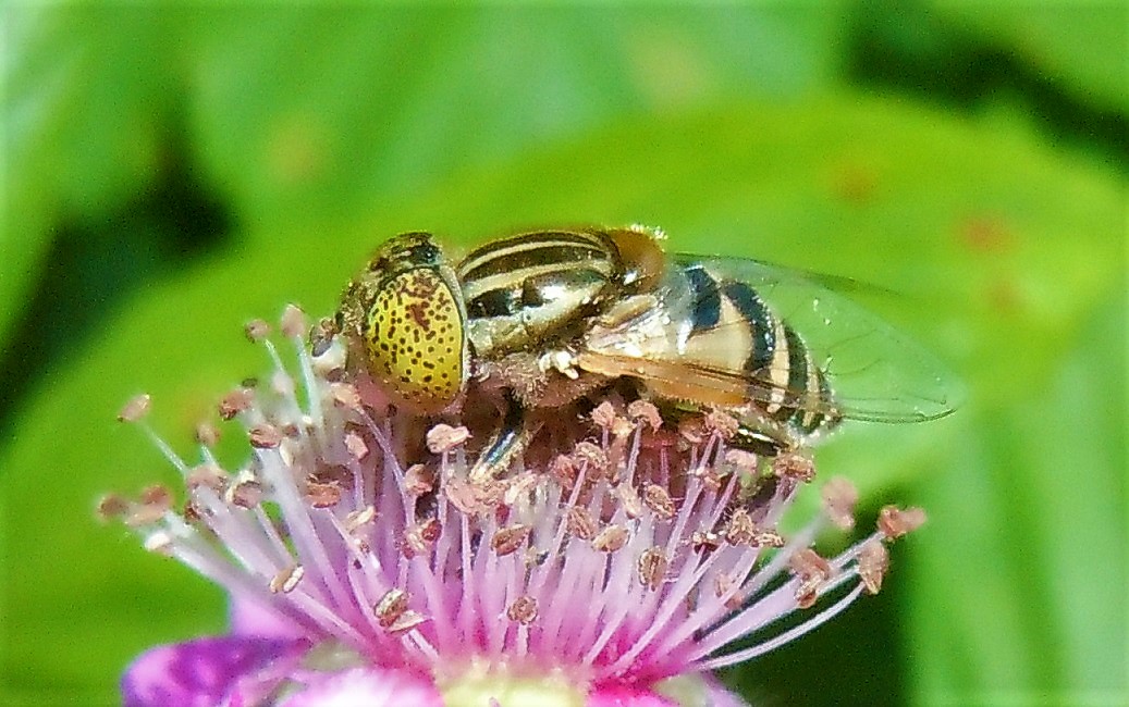 Syrphidae: Eristalinus megacephalus? S !