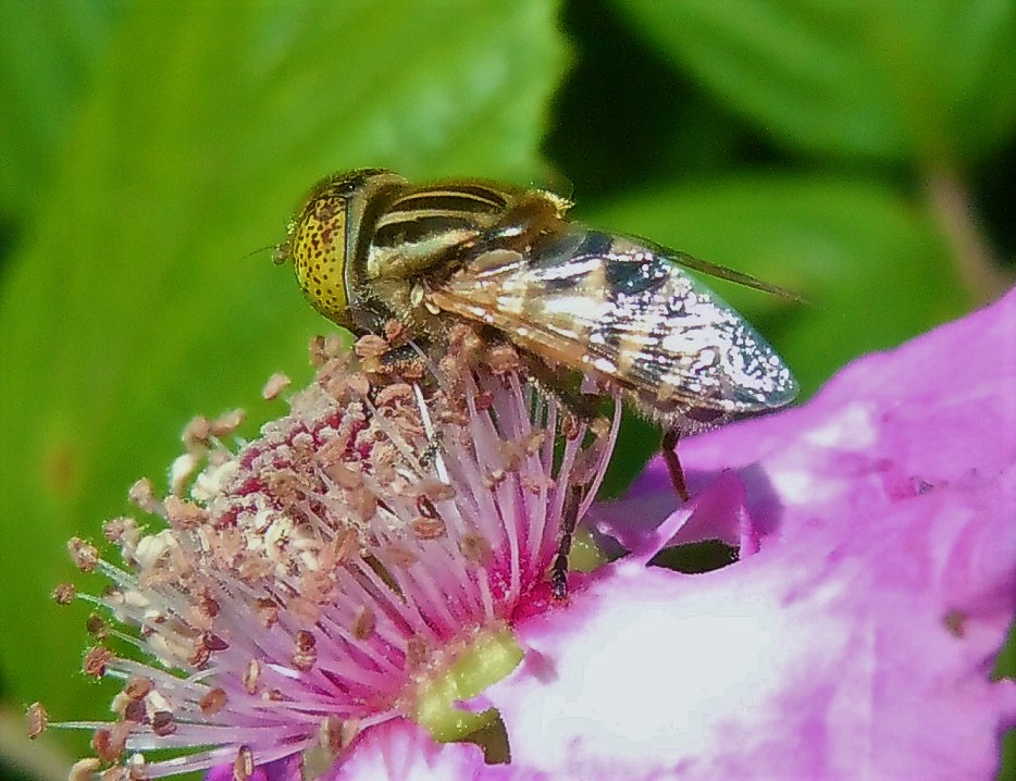 Syrphidae: Eristalinus megacephalus? S !