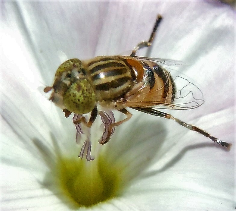 Syrphidae: Eristalinus megacephalus? S !
