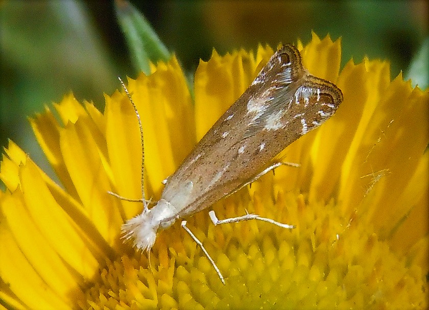 Isophrictis anthemidella ? kefersteiniellus/la - Gelechiidae