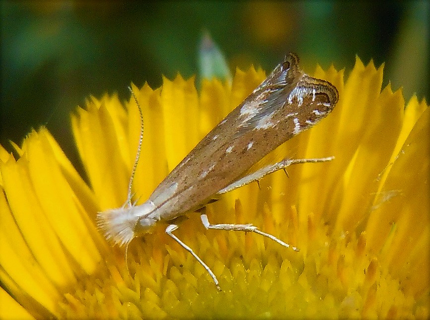 Isophrictis anthemidella ? kefersteiniellus/la - Gelechiidae