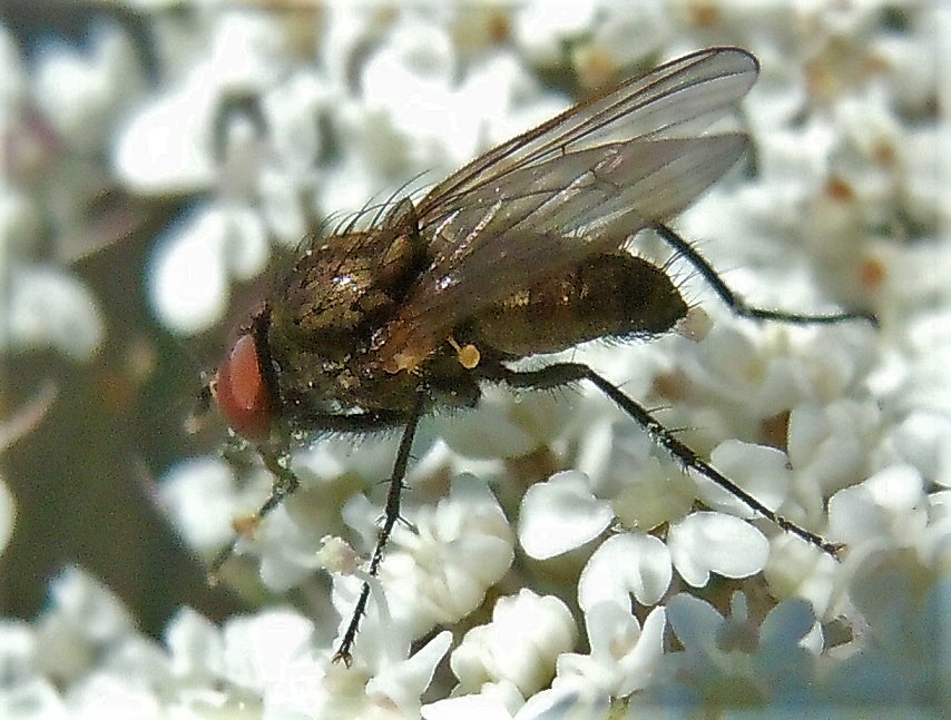 Delia gr. platura (Anthomyiidae)