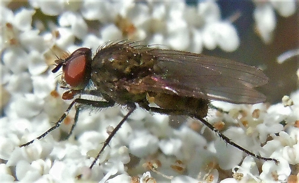 Delia gr. platura (Anthomyiidae)