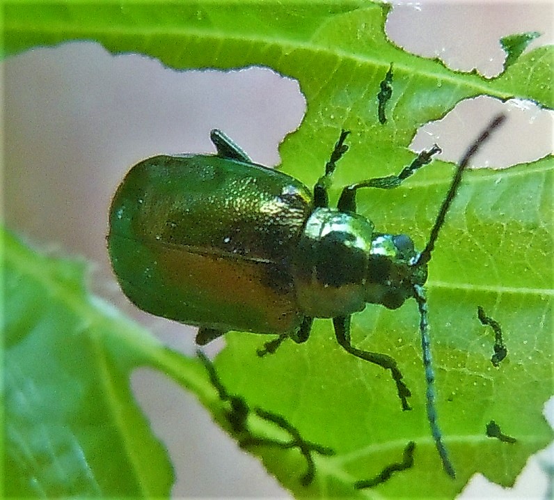 Chrysomelidae da id: Altica sp.