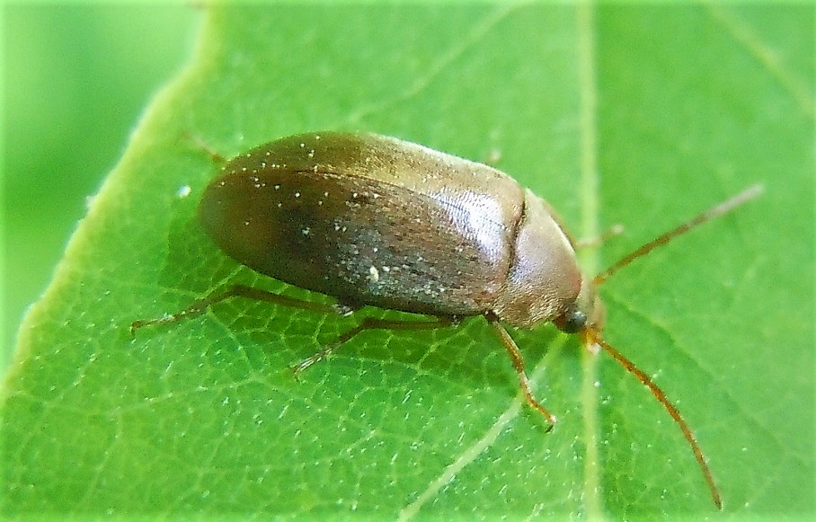Tenebrionidae: la solita Isomira?