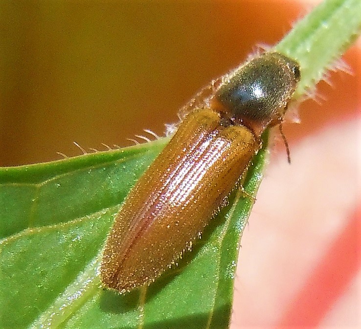 Elateridae: Athous sp.