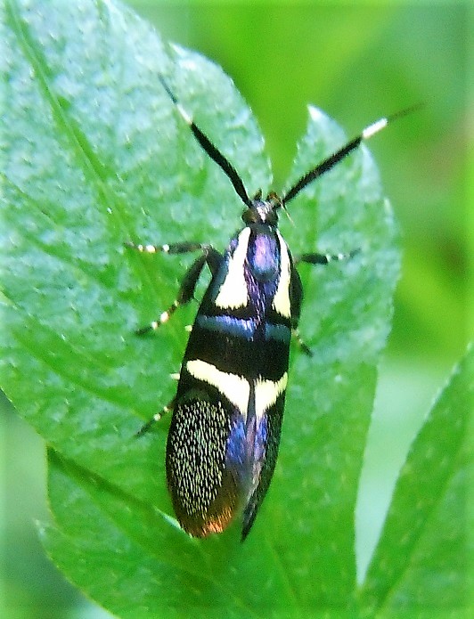 Dasycera oliviella