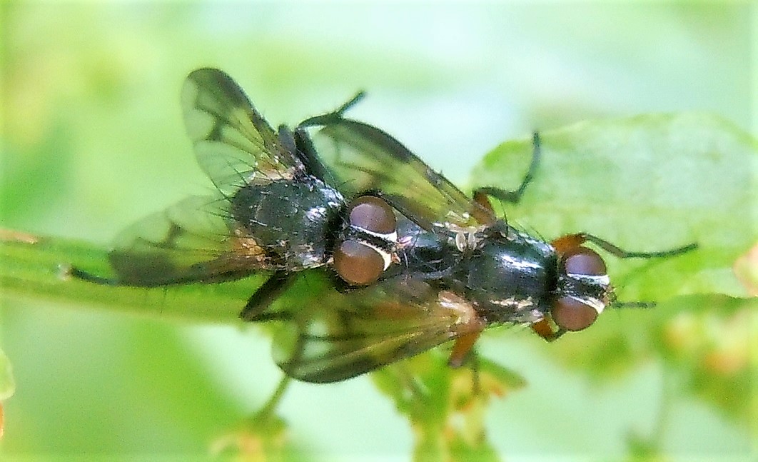 Accoppiamento di Rhinophoridae:  Paykullia nubilipennis