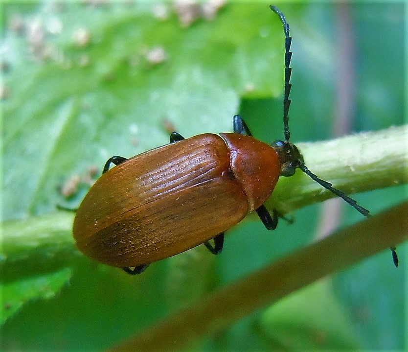 Pseudocistela ceramboides? S.