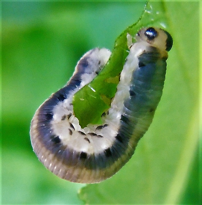 Larva di Macrophya alboannulata?.... Larva di Tenthredinidae