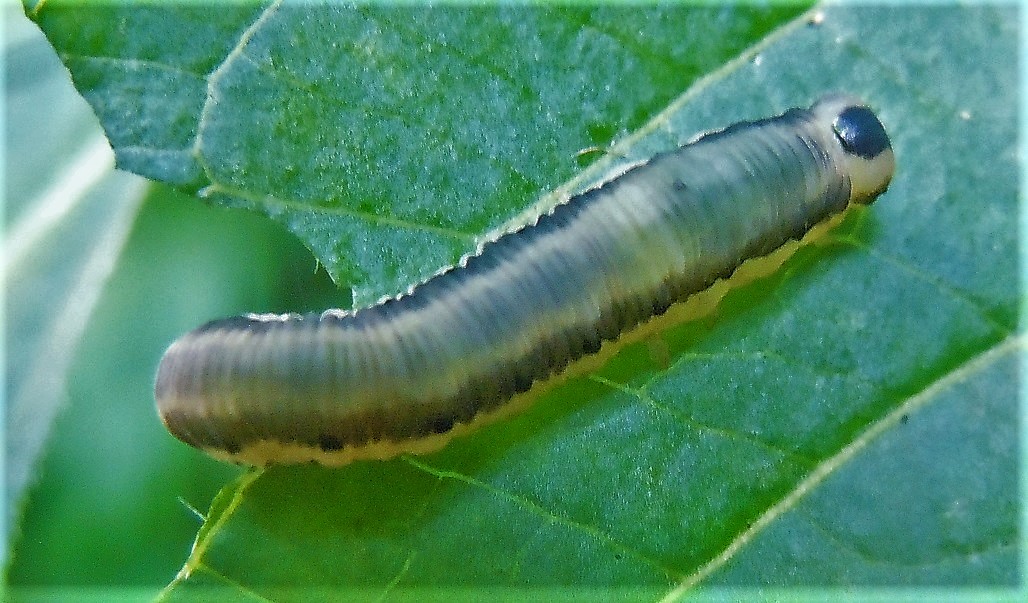 Larva di Macrophya alboannulata?.... Larva di Tenthredinidae