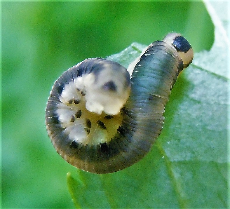 Larva di Macrophya alboannulata?.... Larva di Tenthredinidae