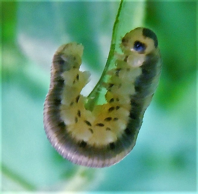 Larva di Macrophya alboannulata?.... Larva di Tenthredinidae