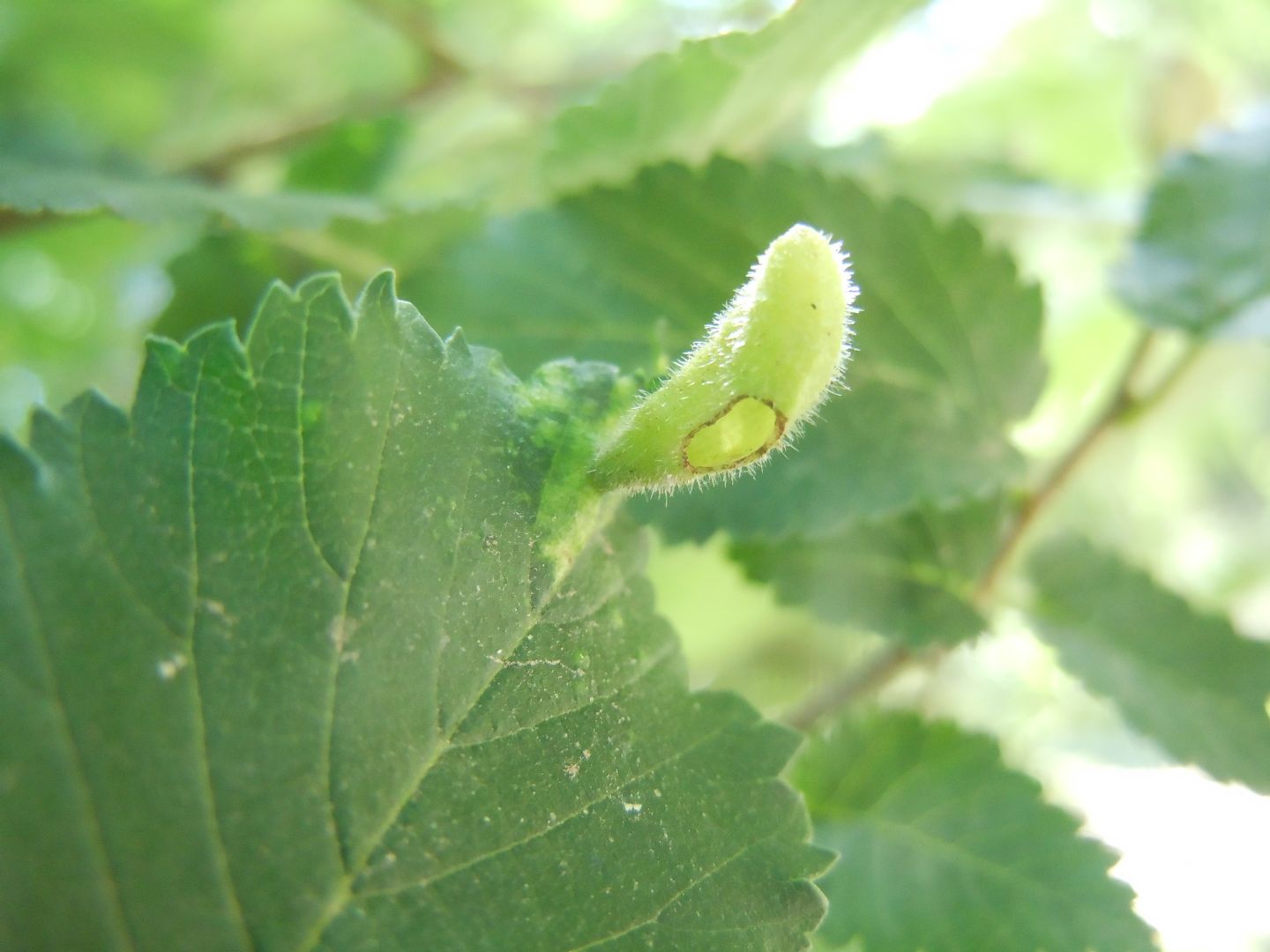 Tetraneura ulmi , galla