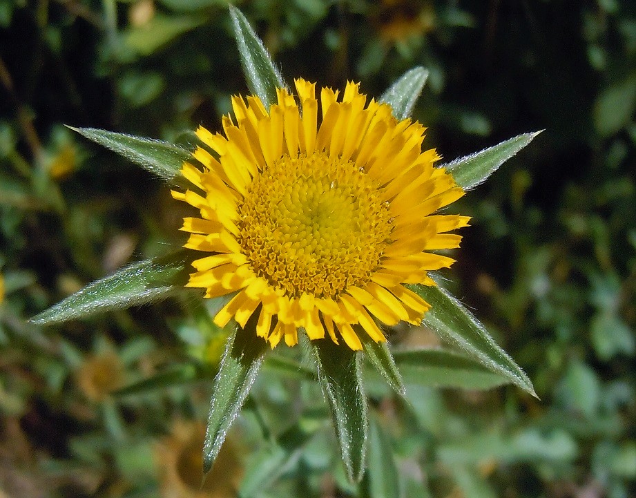 Pallenis spinosa
