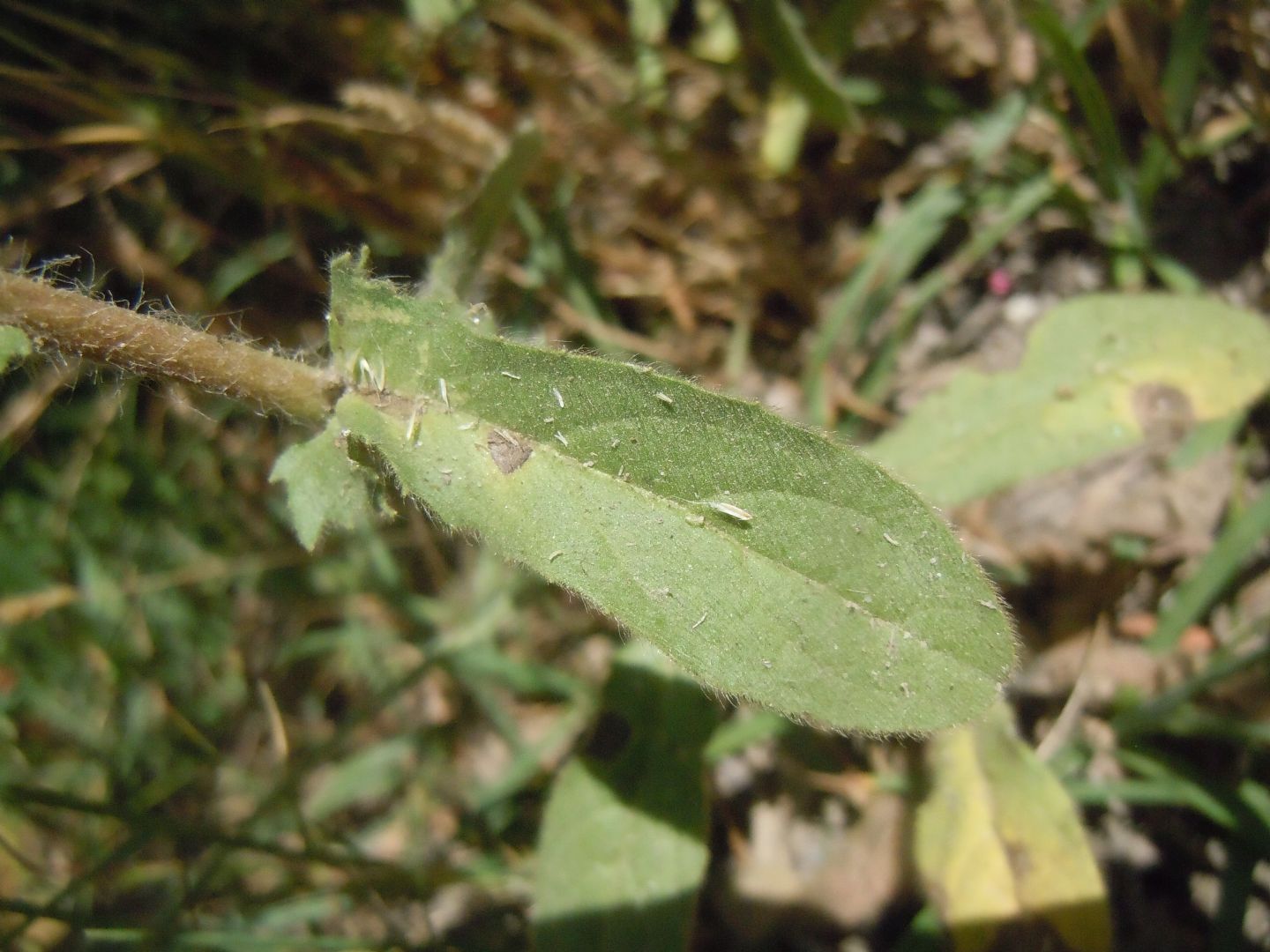 Pallenis spinosa