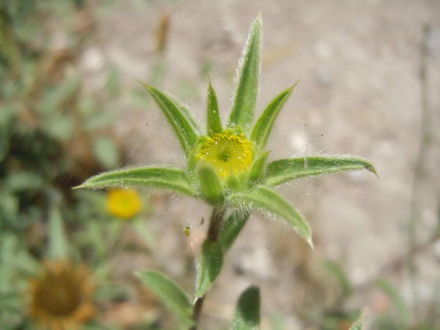Pallenis spinosa
