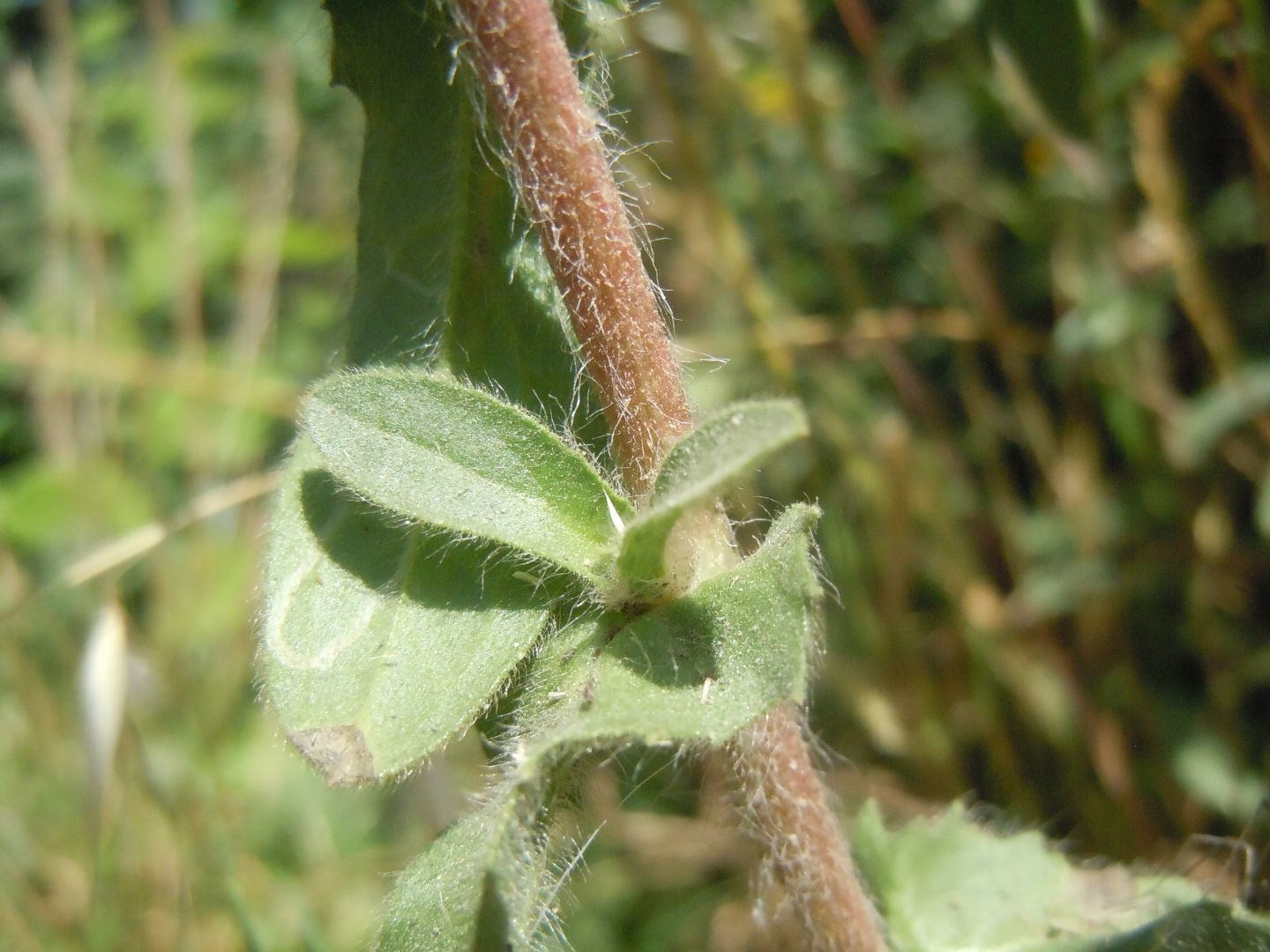 Pallenis spinosa