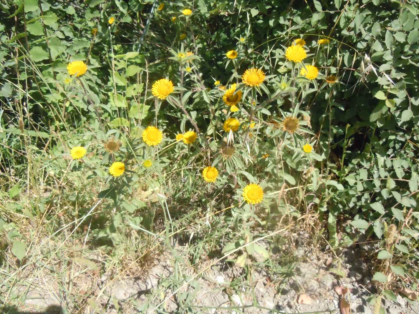 Pallenis spinosa