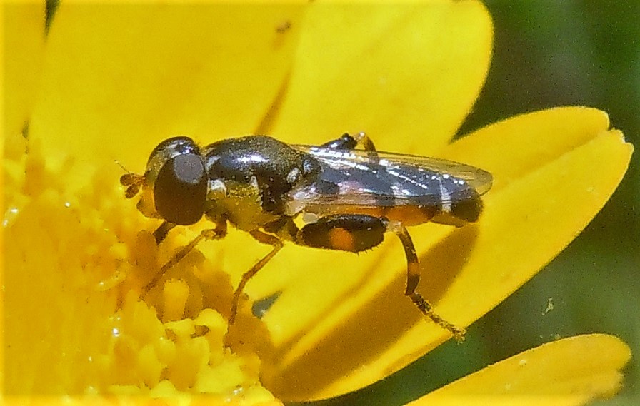 Syrphidae: Syritta pipiens