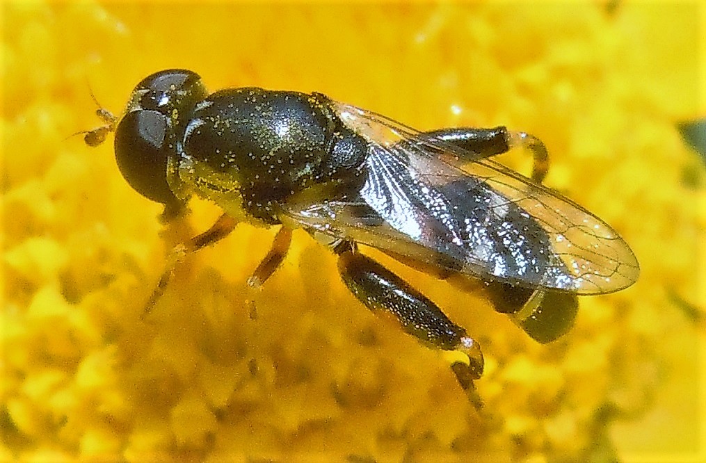 Syrphidae: Syritta pipiens