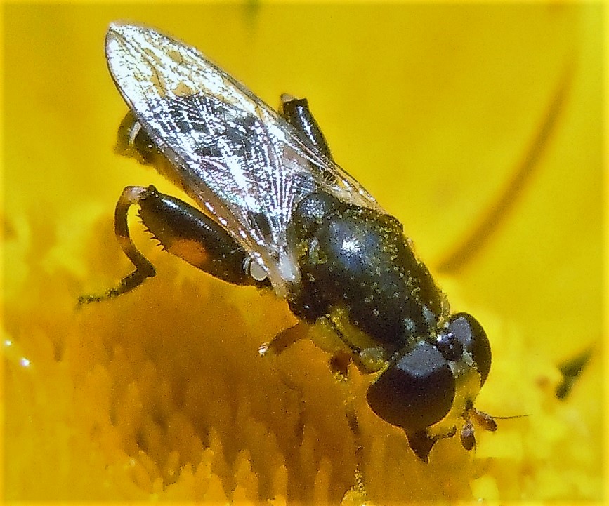 Syrphidae: Syritta pipiens