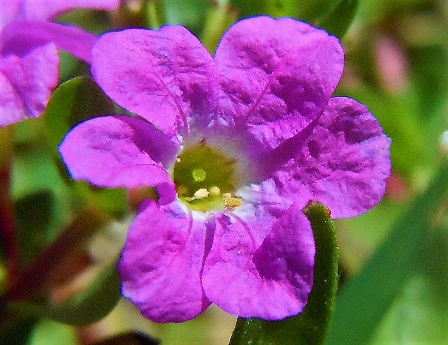 Lythrum junceum